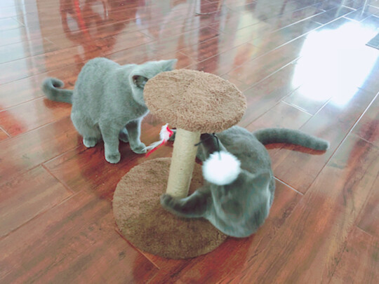 猫爬架
