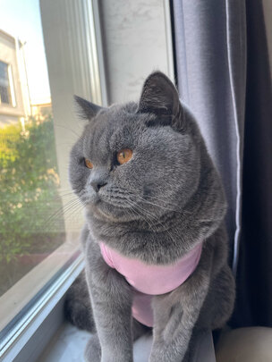 猫咪手术服