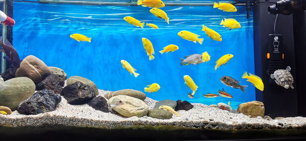 三,燕之雁高抛光黑色鹅卵石鱼缸鹅卵石网友对比评测