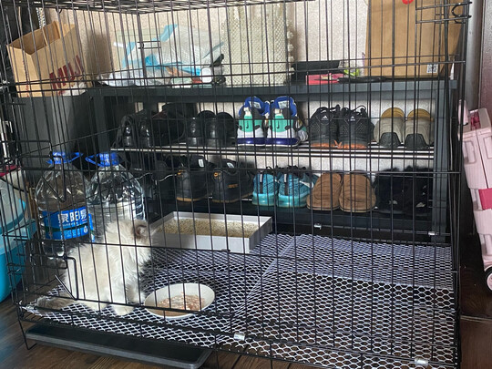  猫笼