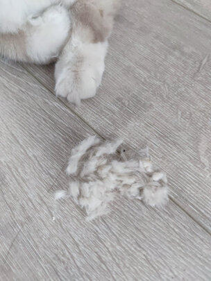 猫咪剃脚毛器