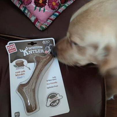 狗狗玩具