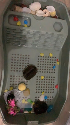 龟粮