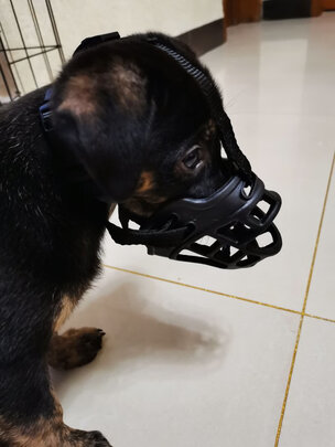 狗狗嘴套