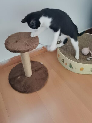 猫爬架