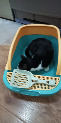 猫砂盆