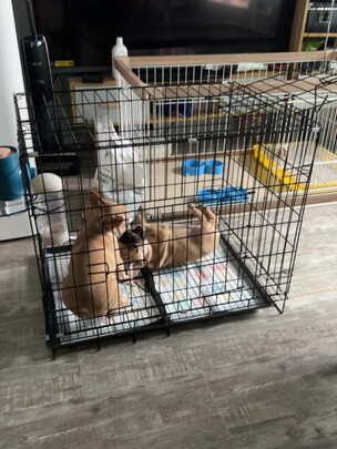  狗笼
