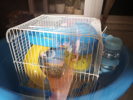 仓鼠水壶
