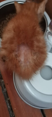 狗狗电推剪