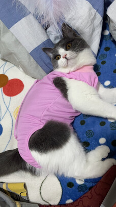 猫咪手术服