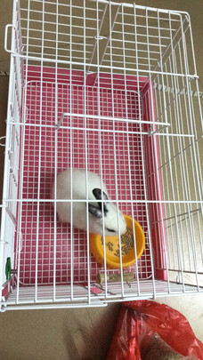 兔笼子