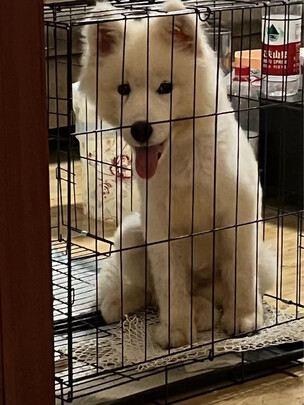 狗笼