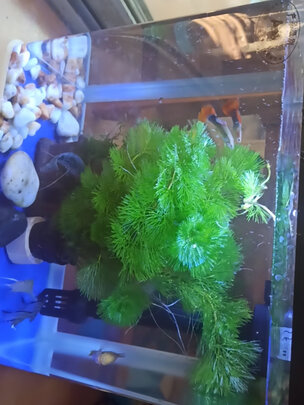 桌面鱼缸