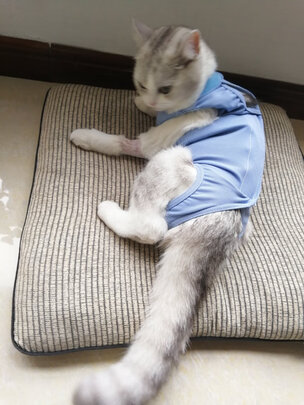 猫咪手术服