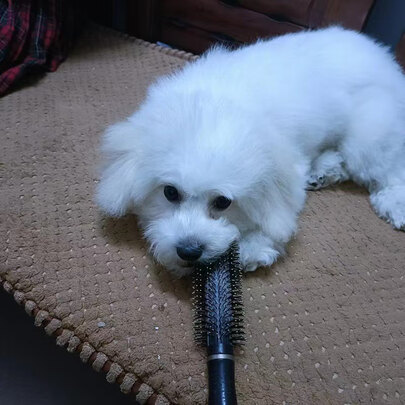 狗狗沐浴露