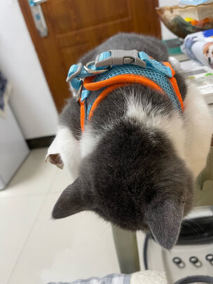 狗绳