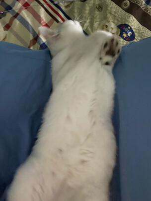 猫砂盆