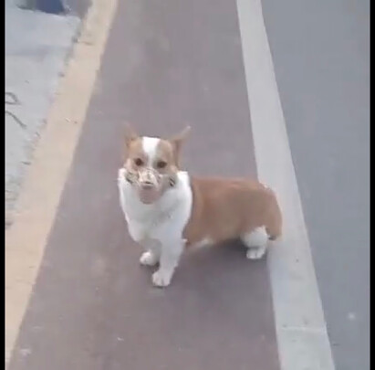 狗狗嘴套