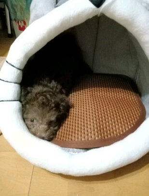 猫窝