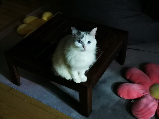 狗狗除臭剂