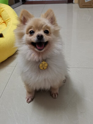 宠物除臭剂