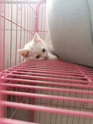猫粮