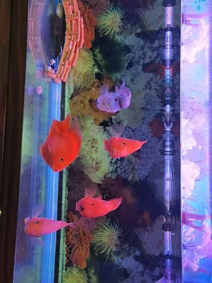 鱼缸水草灯