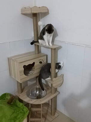 猫爬架