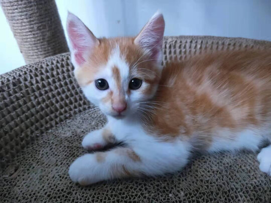 猫砂盆