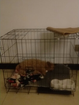  猫笼