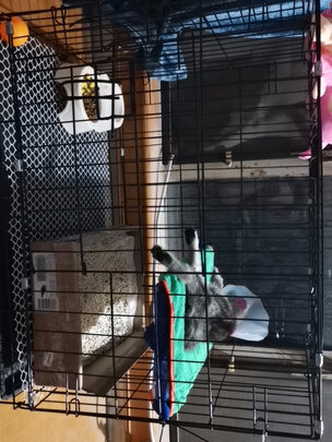  猫笼