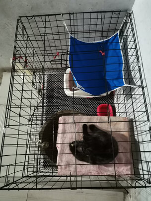 猫笼