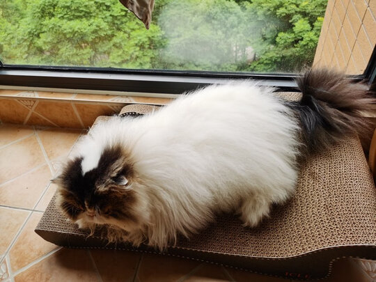 猫窝