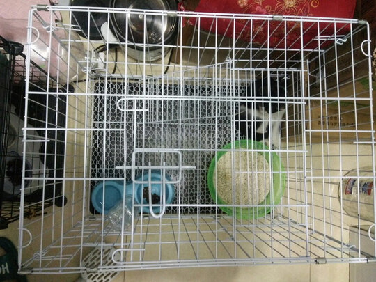  猫笼