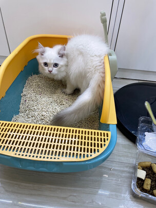 猫砂铲