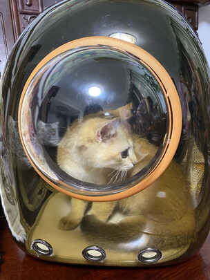 猫包