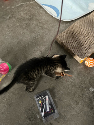 逗猫棒
