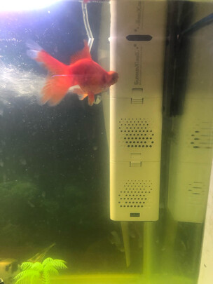 鱼缸水泵