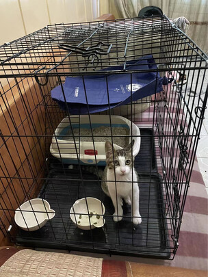 猫笼