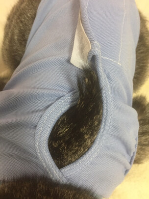 猫咪手术服