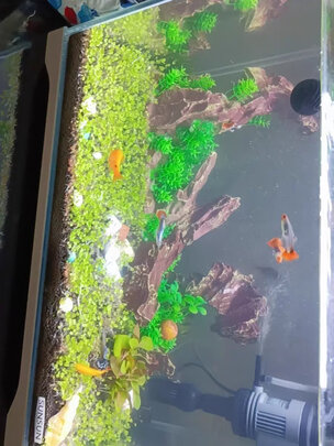鱼缸净水剂