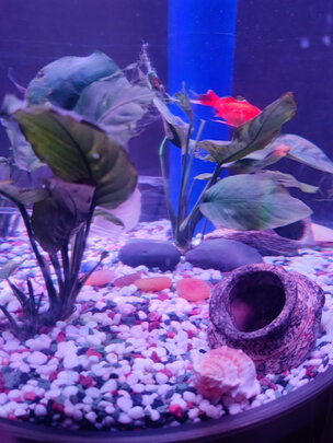 鱼缸造景石头