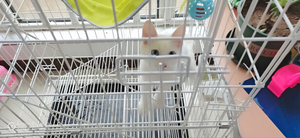  猫笼