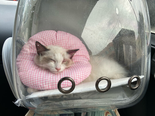 猫包
