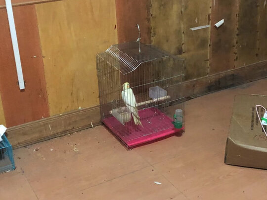 鸟笼