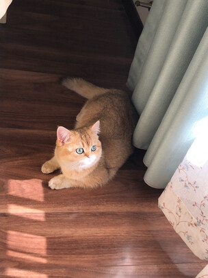 膨润土猫砂