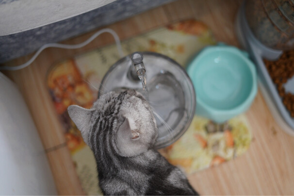 宠物饮水机