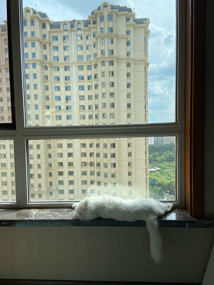 猫零食