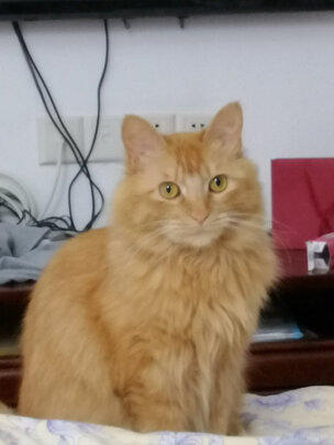 猫罐头