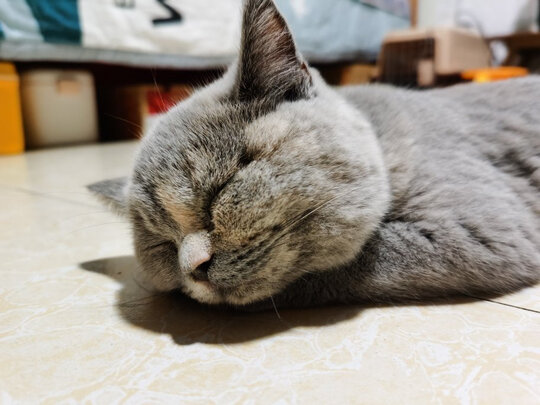 猫狗梳子
